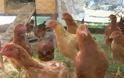 Γρεβενά: Έκλεψαν 11 κότες μέρα μεσημέρι…