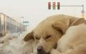 Σκύλος αρνείται να εγκαταλείψει το νεκρό φίλο του! [video]