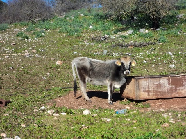 Αιτωλ/νία: Κτηνοτρόφος στο Ξηρόμερο διατηρεί σπάνια φυλή βοοειδών - Δείτε φωτο - Φωτογραφία 5