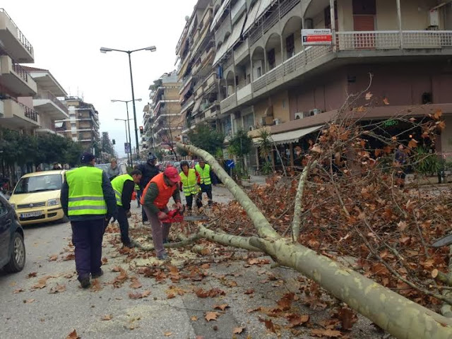 Επιχείρηση... πλατάνια στα Τρίκαλα - Φωτογραφία 2