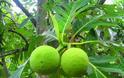 Αρτόδεντρο: Το φρούτο που μπορεί να λύσει το πρόβλημα της παγκόσμιας πείνας