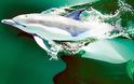 Η μεγαλύτερη συγκέντρωση δελφινιών που καταγράφηκε ποτέ σε κάμερα [video]