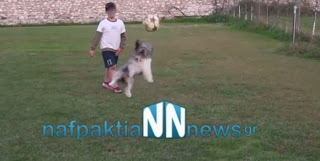 Ναύπακτος: Scooby το σκυλάκι που παίζει ποδόσφαιρο… [video] - Φωτογραφία 1