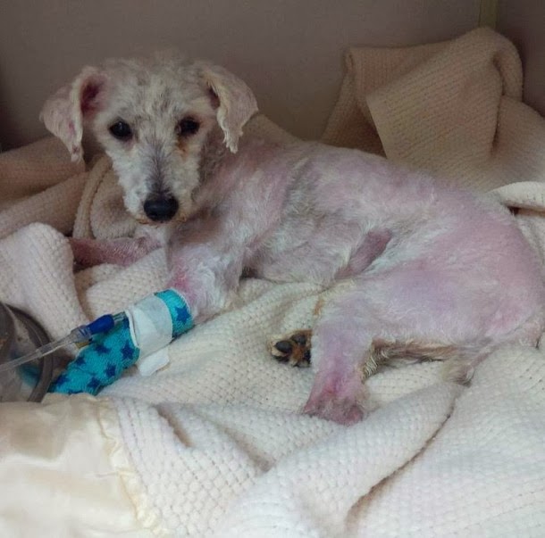 Η μεταμόρφωση ενός εγκαταλειμμένου σκύλου! - Φωτογραφία 3