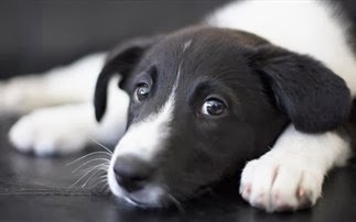 Φρίκη: Βασάνισαν μέχρι θανάτου σκυλάκι στο Αγρίνιο - Φωτογραφία 1