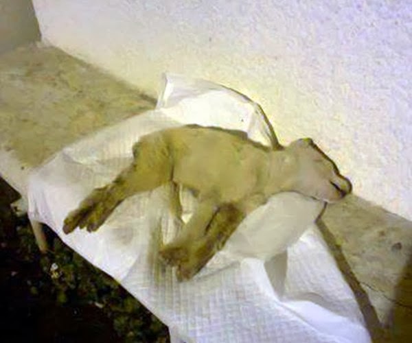 Φρίκη: Βασάνισαν μέχρι θανάτου σκυλάκι στο Αγρίνιο - Φωτογραφία 2