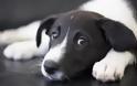 Φρίκη: Βασάνισαν μέχρι θανάτου σκυλάκι στο Αγρίνιο - Φωτογραφία 1
