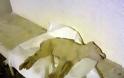Φρίκη: Βασάνισαν μέχρι θανάτου σκυλάκι στο Αγρίνιο - Φωτογραφία 2