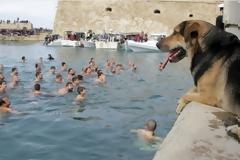 Ο σκύλος βούτηξε για το...σταυρό κι έκλεψε την παράσταση!