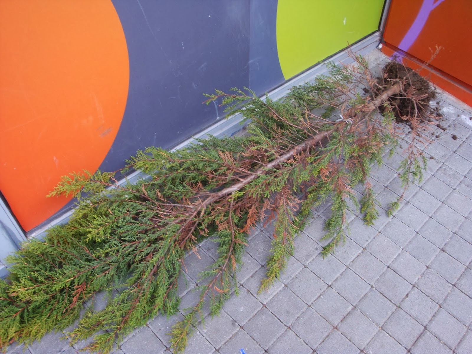 Ξερίζωσαν δένδρο και το πέταξαν στο πεζοδρόμιο – Απίστευτοι βανδαλισμοί στην Ξάνθη [video] - Φωτογραφία 1