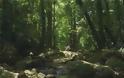 Ανακαλύφθηκε “παραδεισένια” ζούγκλα στη Μοζαμβίκη [video]