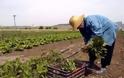 Ηλεία: Ξεσηκώνονται οι αγρότες για την τήρηση βιβλίου εσόδων - εξόδων - «Θα μας βρουν μπροστά τους…»