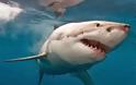 Μέχρι τα 70 ζουν οι μεγάλοι λευκοί καρχαρίες – Τριπλάσια χρόνια σε σχέση με ό,τι νομίζαμε