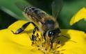 Οι συνέπειες έλλειψης μελισσών στην Ευρώπη