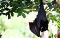 Αυστραλία: «Έβρεξε» νεκρές νυχτερίδες