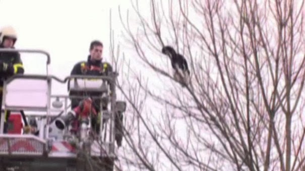Γάτος συγκεντρώνει 7 πυροσβέστες και κάμερες για να σωθεί τελικά μόνος του [Video] - Φωτογραφία 1