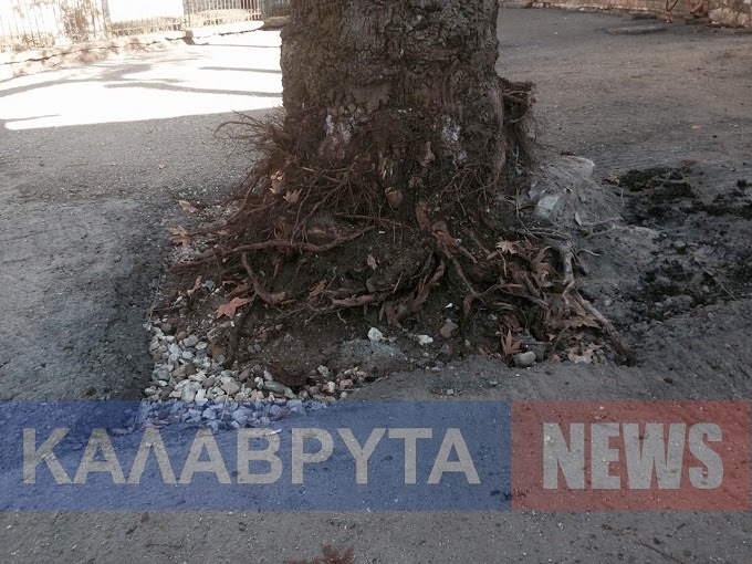 Τα Ιστορικά Πλατάνια των Καλαβρύτων στο βωμό των εργασιών...... - Φωτογραφία 3