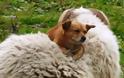 Ένας σκύλος που του αρέσει να κάνει βόλτα πάνω σε... πρόβατα! [video]