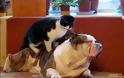 Γάτες κάνουν μασάζ σε σκύλους [Video]