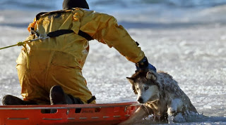 Πυροσβέστης σώζει σκυλί από βέβαιο θάνατο [Photos] - Φωτογραφία 1