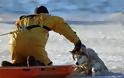 Πυροσβέστης σώζει σκυλί από βέβαιο θάνατο [Photos] - Φωτογραφία 4