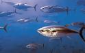 Νέα έρευνα αποκαλύπτει πως τα ψάρια εξελίχθηκαν σε τετράποδα ζώα