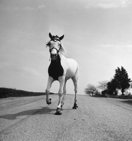 Tο άλογο που κάνει roller-skate [Photo] - Φωτογραφία 2