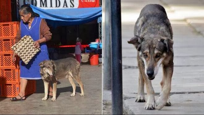 Σκύλος επιστρέφει εκεί που έχασε τη ζωή του το αφεντικό του εδώ και πέντε χρόνια [photos&video] - Φωτογραφία 3