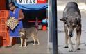 Σκύλος επιστρέφει εκεί που έχασε τη ζωή του το αφεντικό του εδώ και πέντε χρόνια [photos&video] - Φωτογραφία 3