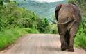 Ελέφαντας αναποδογύρισε το αμάξι τουριστών και θανατώθηκε [video]