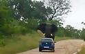 Ελέφαντας αναποδογύρισε αμάξι - Βίντεο με το περιπετειώδες σαφάρι - Φωτογραφία 4