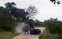 Ελέφαντας αναποδογύρισε αμάξι - Βίντεο με το περιπετειώδες σαφάρι - Φωτογραφία 5