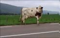 Αστυνομικός τράκαρε με αγελάδα στη Χίο