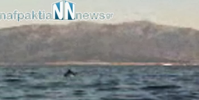Δελφίνια «παίζουν» στα ανοιχτά του Κρυονερίου [Video] - Φωτογραφία 1