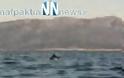 Δελφίνια «παίζουν» στα ανοιχτά του Κρυονερίου [Video]