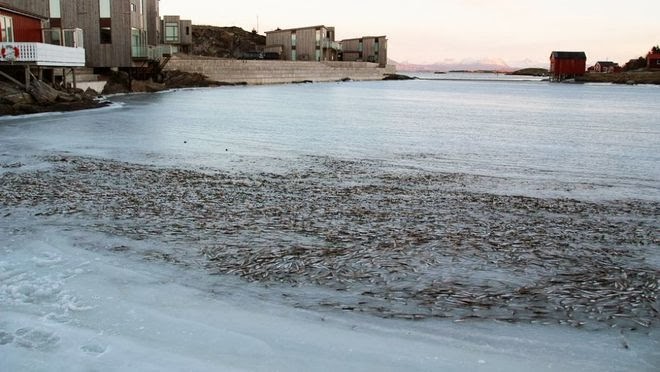 Νορβηγία: Χιλιάδες ψάρια πάγωσαν ακαριαία - Φωτογραφία 3