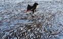 Νορβηγία: Χιλιάδες ψάρια πάγωσαν ακαριαία