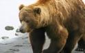 Φινλανδία: Ξύπνησαν πρόωρα οι αρκούδες από τη χειμερία νάρκη