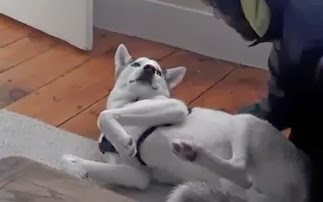Ο σκύλος που λέει... «όχι» [Video] - Φωτογραφία 1
