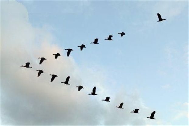 Λύθηκε ένα μυστήριο: Γιατί τα πουλιά πετούν σε σχηματισμό V - Φωτογραφία 1