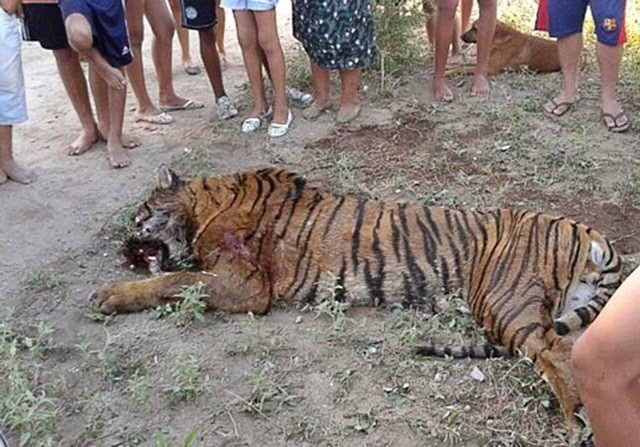 Σκότωσαν τίγρη στην Αργεντινή γιατί θεώρησαν ότι κινδύνευαν - Φωτογραφία 1