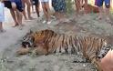 Σκότωσαν τίγρη στην Αργεντινή γιατί θεώρησαν ότι κινδύνευαν