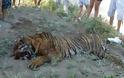 Σκότωσαν τίγρη στην Αργεντινή γιατί θεώρησαν ότι κινδύνευαν - Φωτογραφία 2