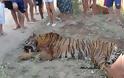 Σκότωσαν τίγρη στην Αργεντινή γιατί θεώρησαν ότι κινδύνευαν - Φωτογραφία 3