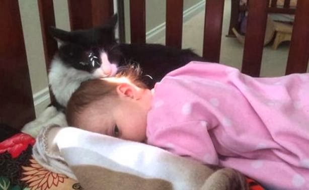 Η γάτα που μπέρδεψε το παιδί με το γατάκι της! - Φωτογραφία 1