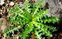 Ταραξάκο: Ένα θαυματουργό Ελληνικό φυτό. Οι θεραπευτικές του ιδιότητες
