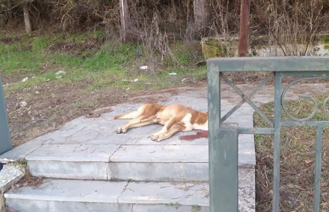 Ξαναχτύπησαν οι εγκληματίες των αδέσποτων στα Γρεβενά - Φωτογραφία 3