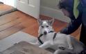 Ο σκύλος που λέει “ΟΧΙ” και ξετρέλανε το YouTube [video]