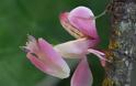 Orchid Mantis: Το αλογάκι της παναγίας που καμουφλάρεται σαν ορχιδέα [video]