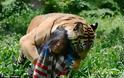 Δείτε την ιδιαίτερη φιλία μίας τίγρης και μίας γυναίκας - Φωτογραφία 2